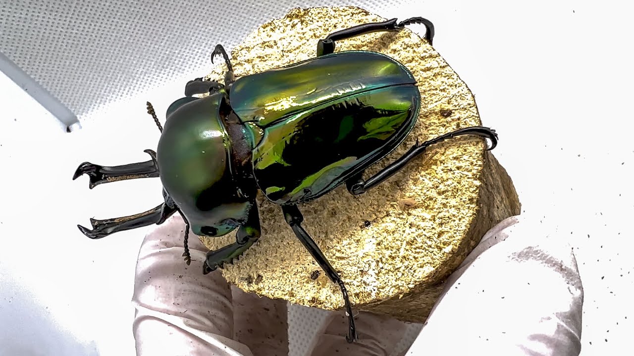 【大爆産】ちょっとだけ産んでくれればよかったニジイロクワガタの産卵セットを暴いた結果がひどかった･･･