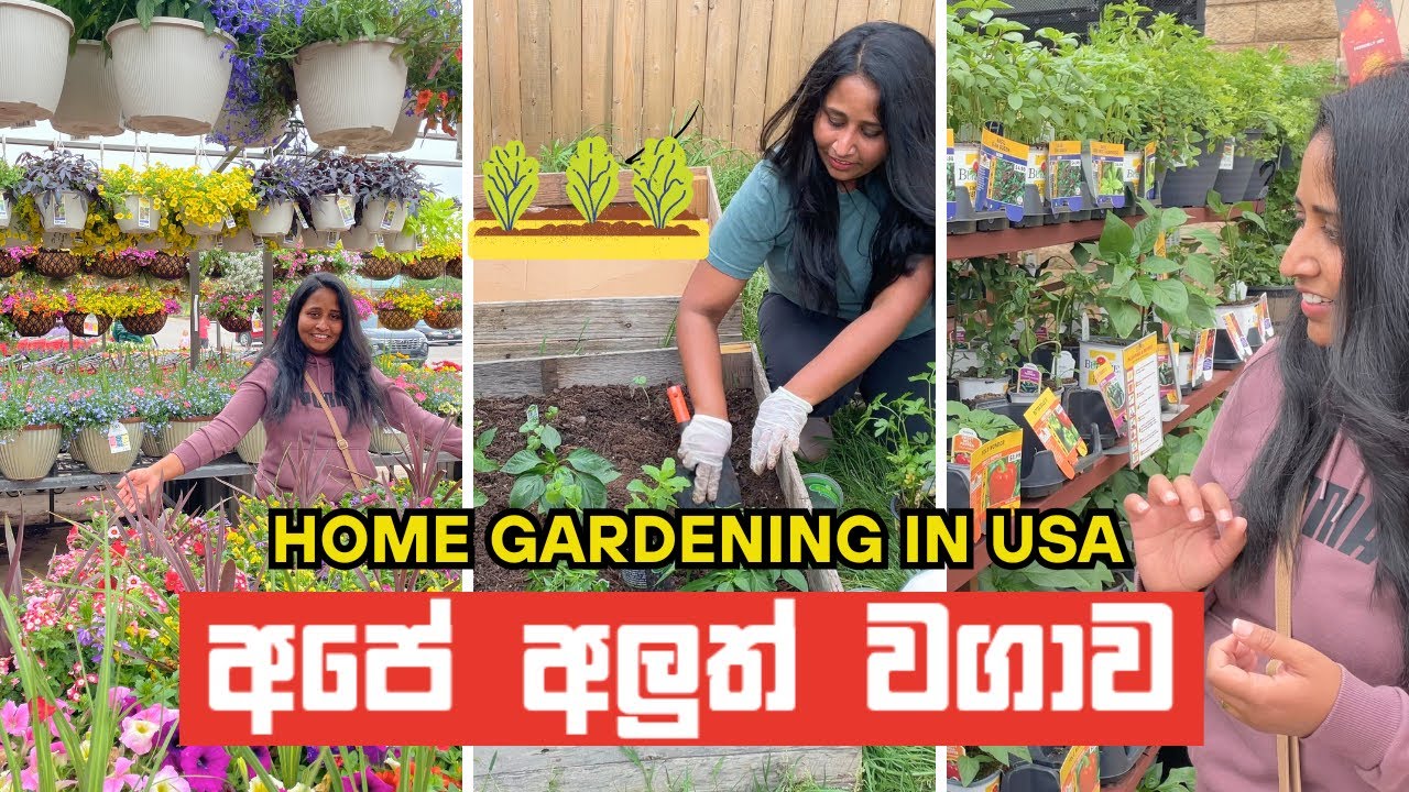 ඇමරීකාවේ Home Gardening අමාරුද? 🤔 Home Gardening in USA