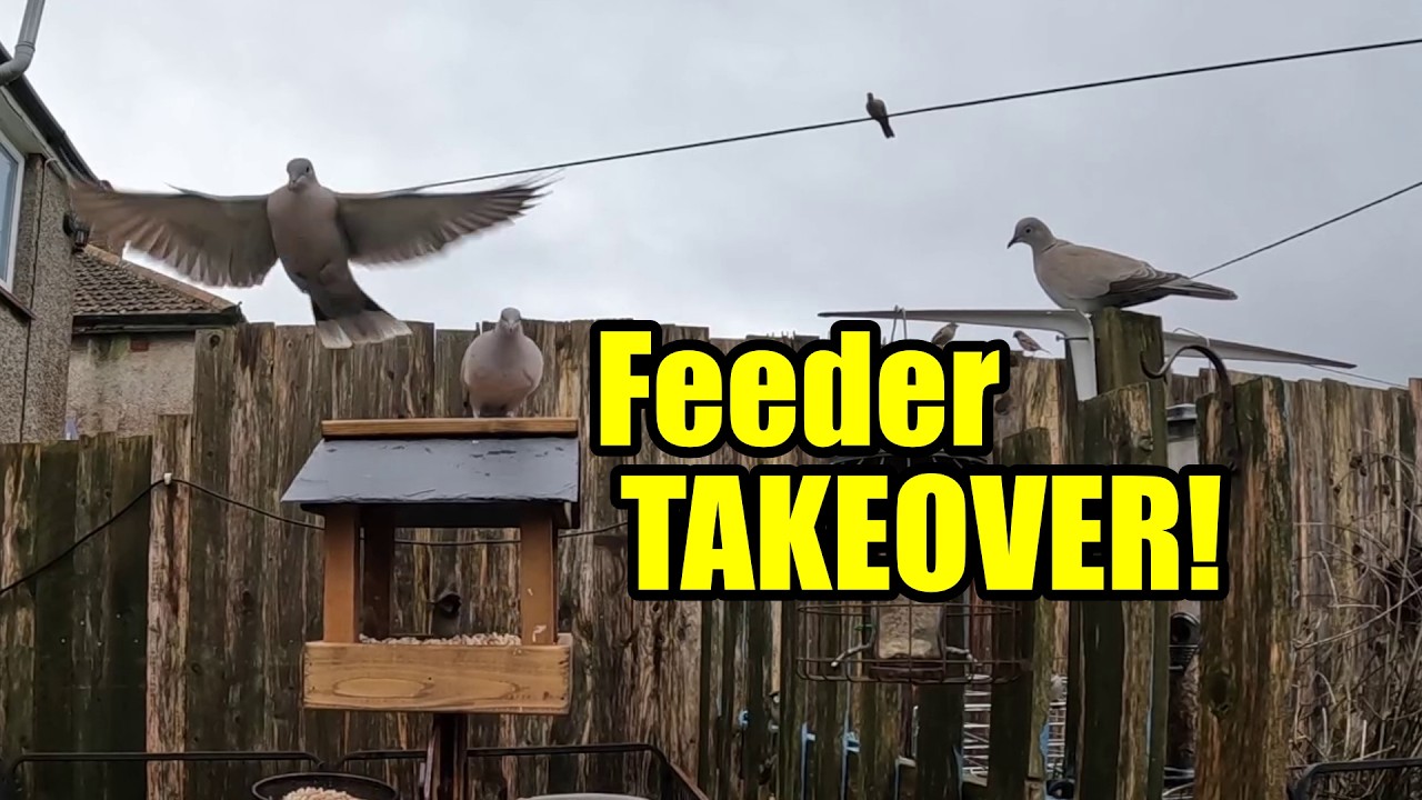 Doves, House Sparrows, Magpies & Jackdaws Feeding | UK Wildlife & Natural Sound