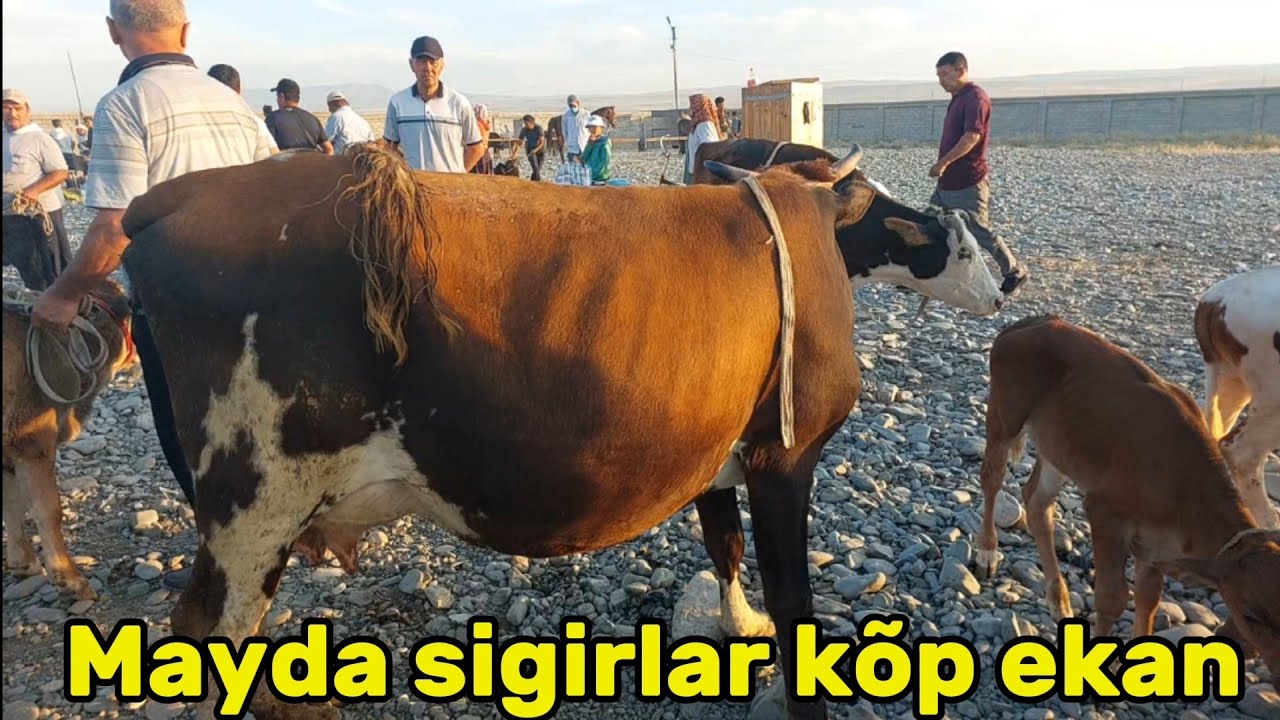 Jizzah viloyati Ģallaorol mol bozori sigirlar va ģunajinlar narhlari bilan tanishing 12.07.2024yil