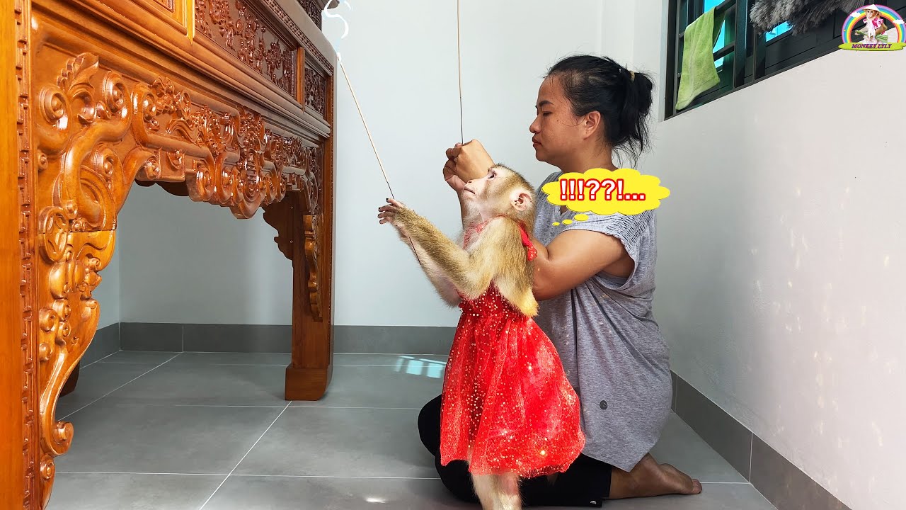 So smart! Monkey Lyly obediently taught customs by her mother and then...
