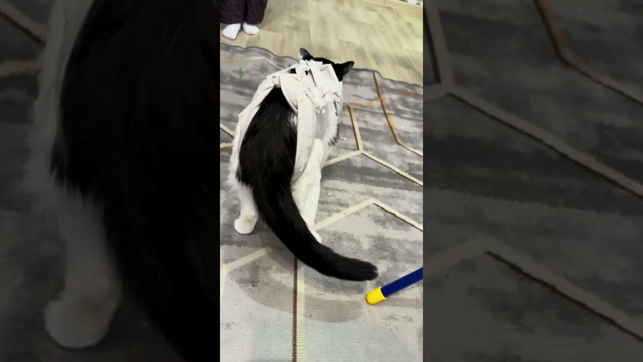 Кот крипторх после операции#cryptorchid#cat#крипторхизм#милота#cute#animals#funny#послеоперации 