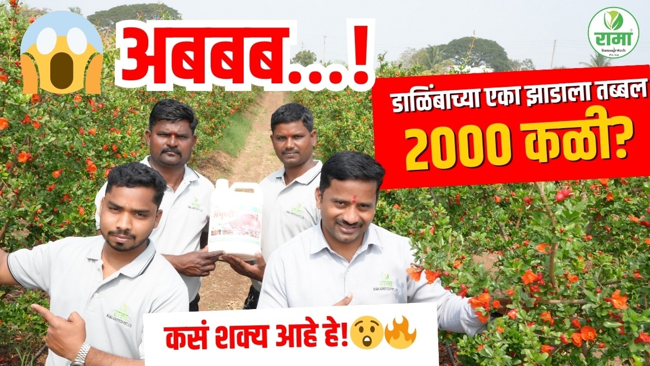 😱🍎 अबबब…! डाळिंबाच्या एका झाडाला तब्बल 2000 कळी? कसं शक्य आहे हे! 🔥🌱 #ramaagrotech #youtubevideos