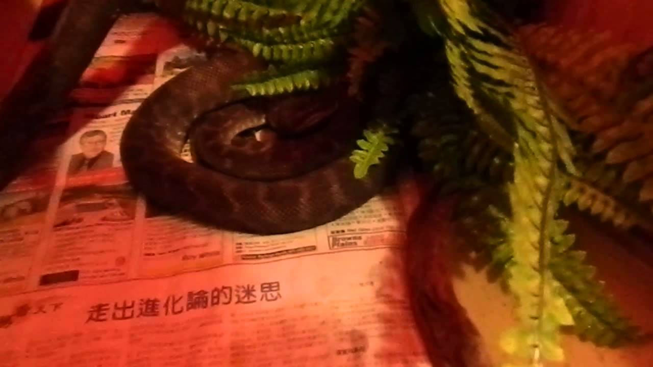 Rough Scale Python