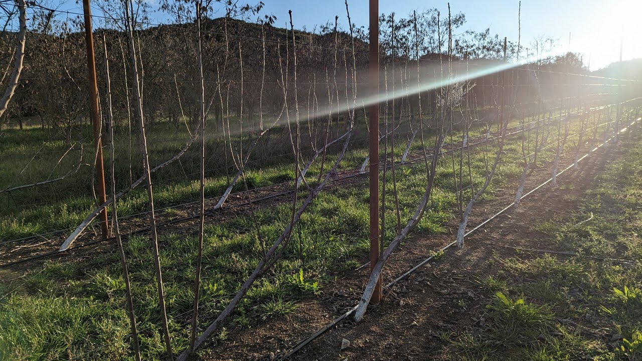 Pruning part 9. Samba Cherry Variety. U.F.O System