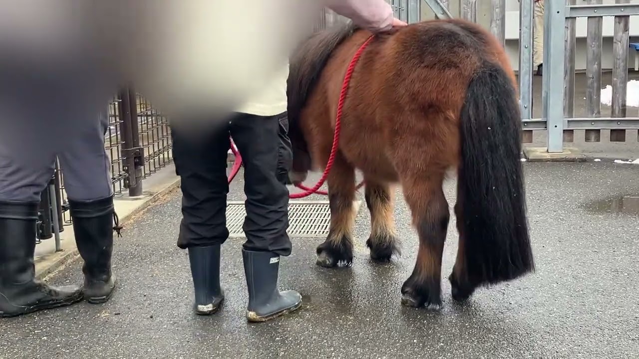 ルカくんをお部屋に戻す大事なお仕事🐴