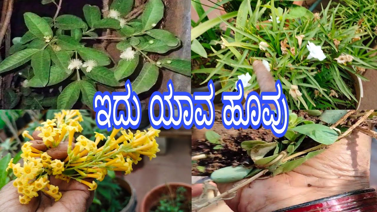 #ಒಂದೇ_ಗಿಡದಲ್ಲಿ_ಇಷ್ಟೂಂದು_ಹೂವು_ನೋಡಿ//