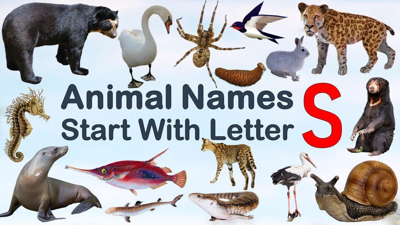 Animal Names starting with Letter S, Spelling, Picture #vocabulary #animals #explore #animalslover