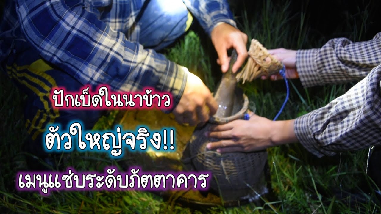 ปักเบ็ดในนาข้าว ตัวใหญ่จริง!! เมนูแซ่บระดับภัตตาคาร / บ้านนาพาสุข EP.26