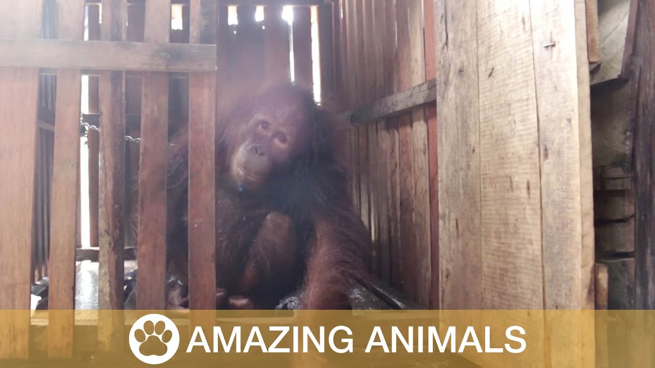 Orangutan Rescued From Chains
