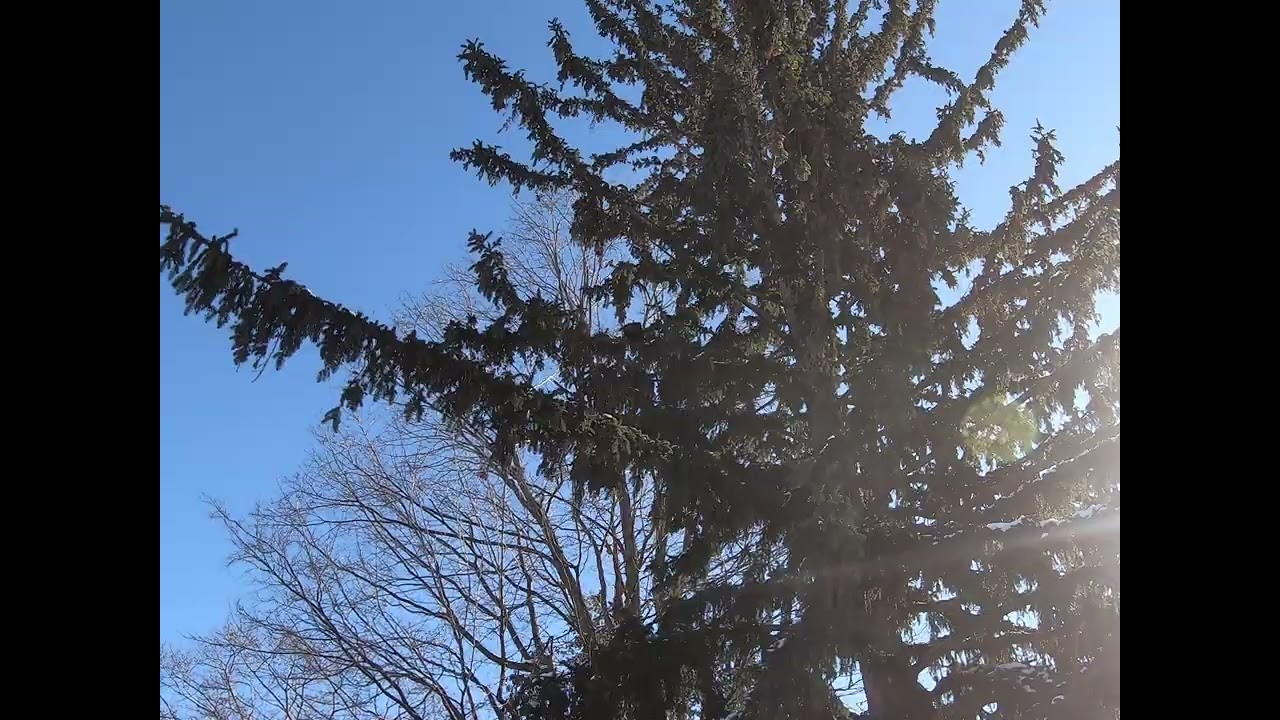 #raven  croaking -- sound up!