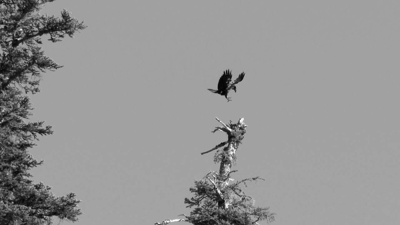 Le Grand corbeau