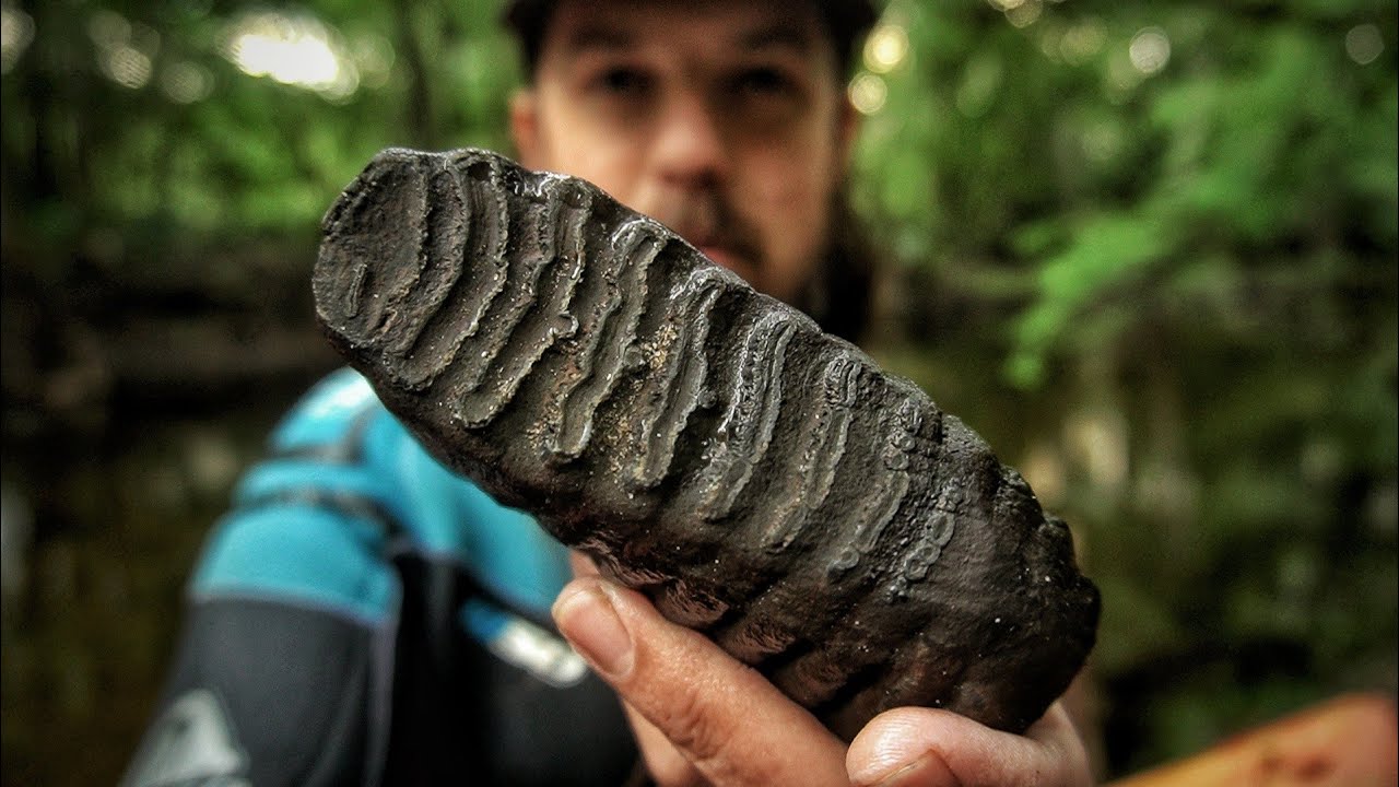 UNBELIEVABLE Florida Fossil Find ON MY BIRTHDAY! Rare Ice Age Tooth Discovered by Fossil Hunter!