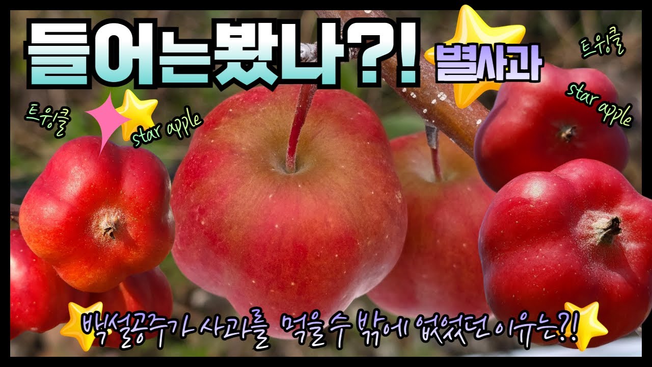 별사과, 엔부사과, 색깔을 잘내는 나만의 비결?