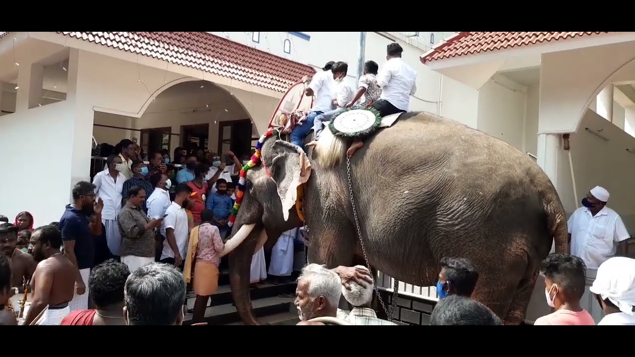 Thottumugham Chandanakudam Nercha 2022 - ചന്ദനകുടം നേർച്ച Nelliyakkattu Mahadevan