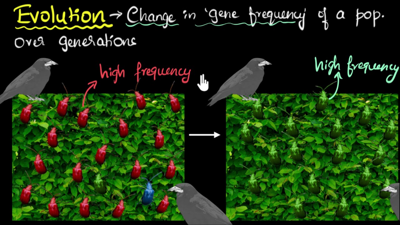 Evolution & natural selection | Heredity & Evolution | Biology | Khan Academy