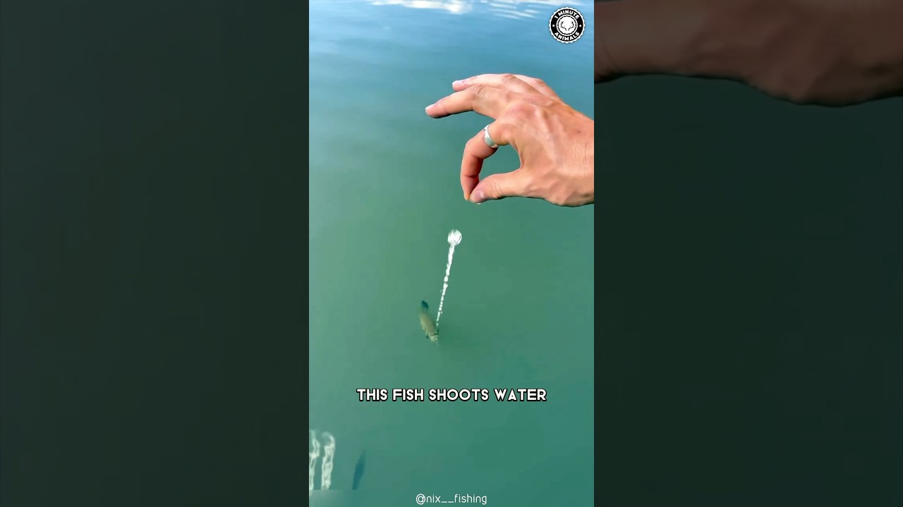 Archerfish 🐟 It SPITS Like a Sniper!
