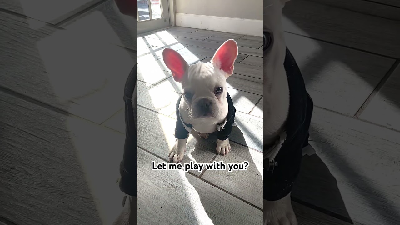 We&rsquo;ll have fun together #funny #cute #comedy #dog