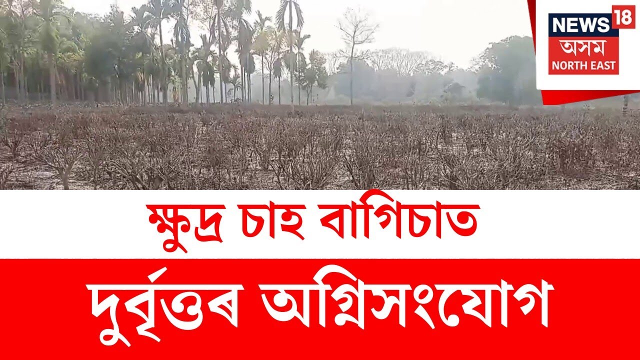 Missamari News : ভোটপাৰাত ক্ষুদ্ৰ চাহ বাগিচাত দুৰ্বৃত্তৰ অগ্নিসংযোগ | N18V
