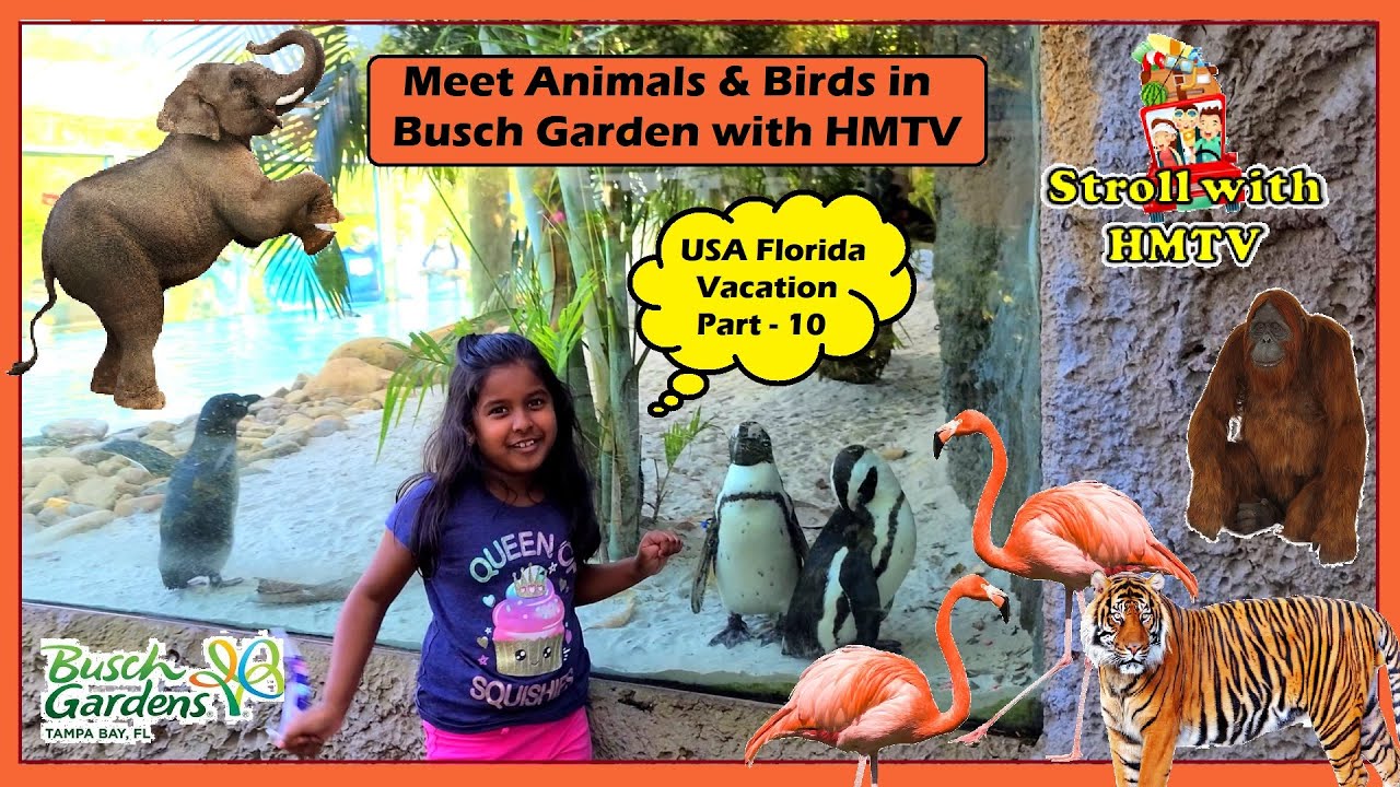 Meet Animals & Birds in Busch Garden Tampa FL with HMTV - Florida vacation trip Part 10 of 12