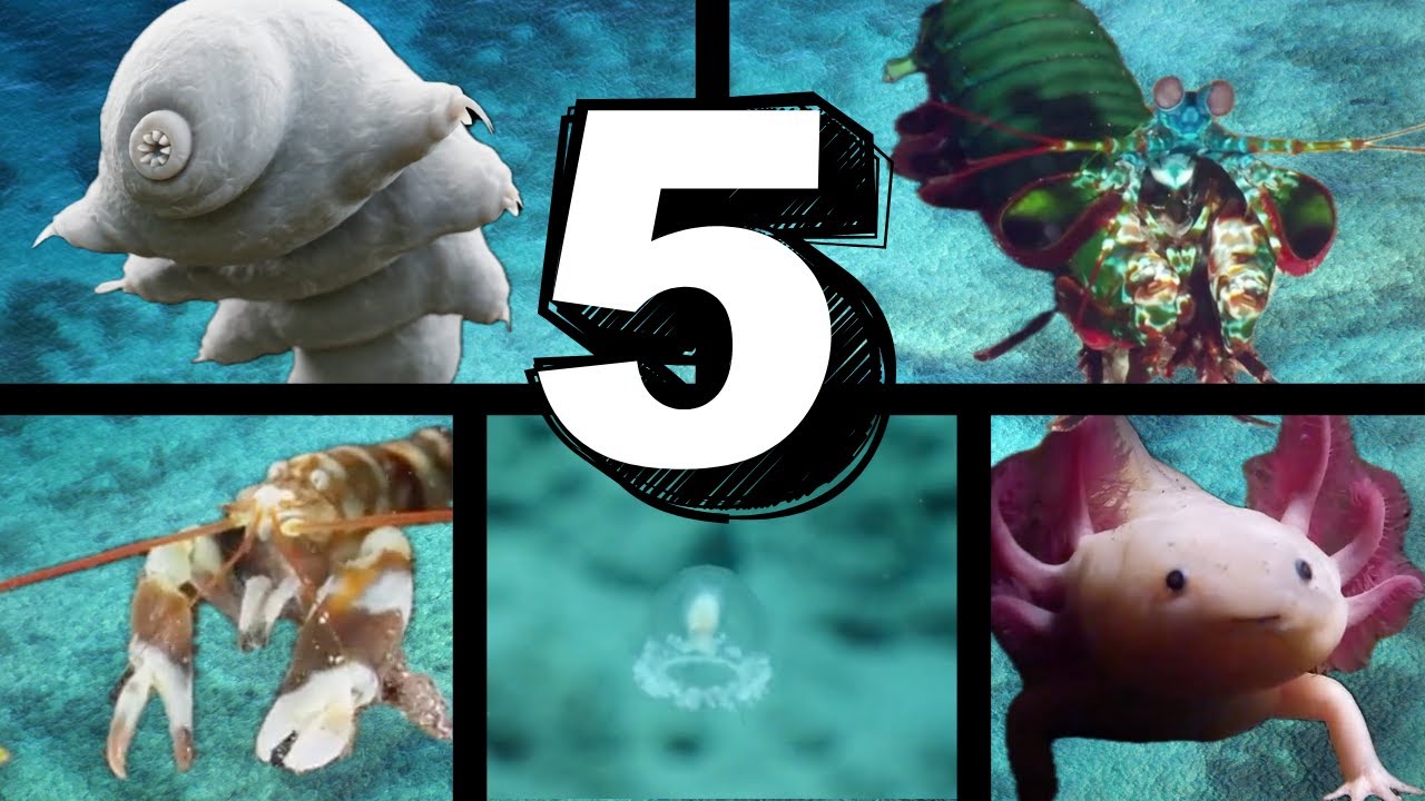 Top 5 Animals With Abilities That Sound Totally Fake (But Are Real)