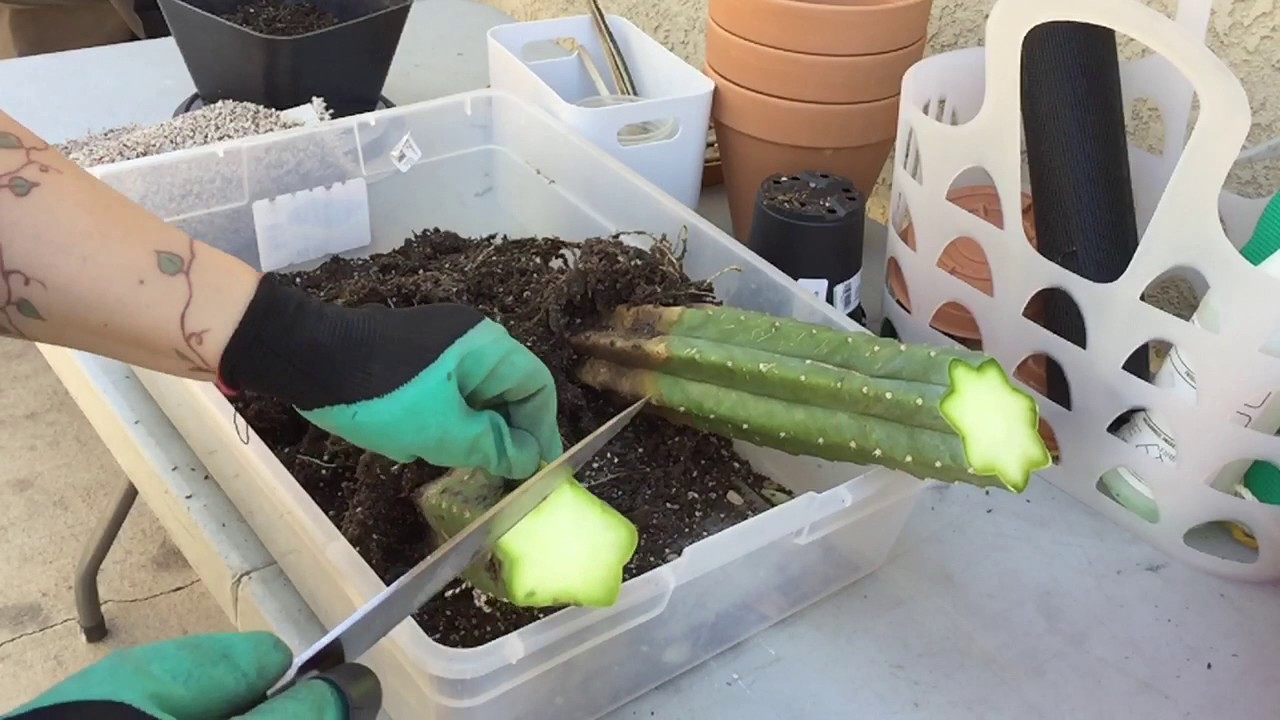 Damaged San Pedro Cactus. How to Cut Off Rot Damage