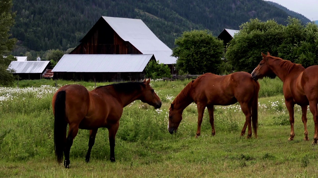 WindowScenes: Grazing Horses