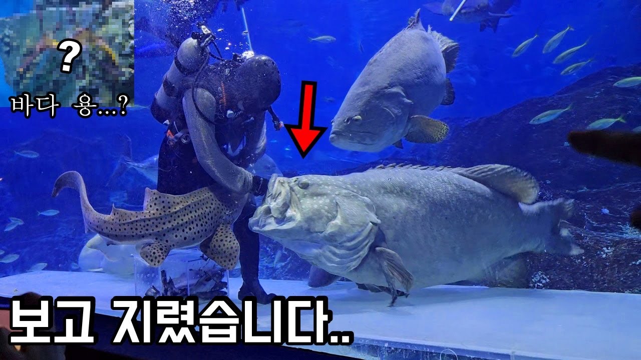 국내 유일하게 전설의 돗돔과 바다용12마리가 전시되었네요..ㄷㄷ