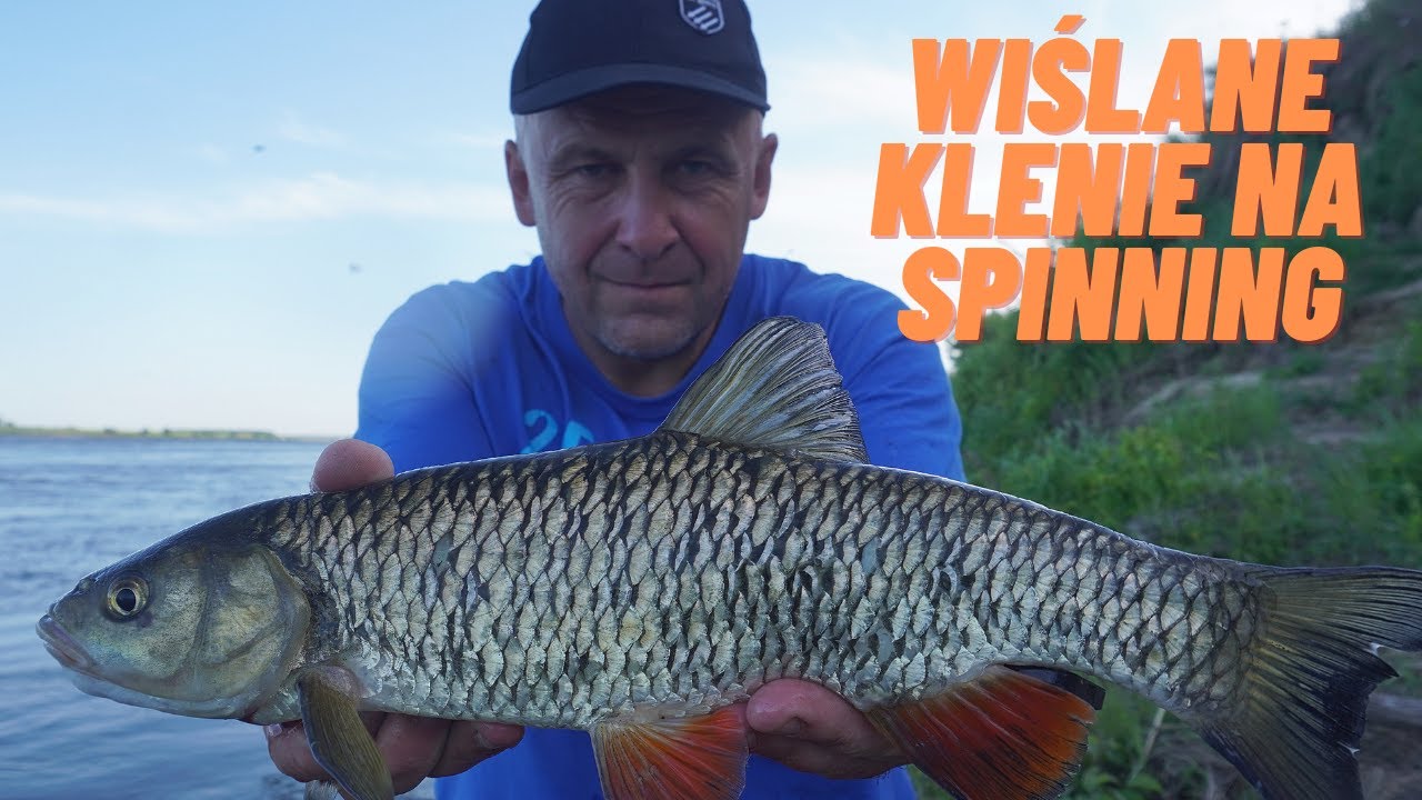 Wiślane klenie na spinning