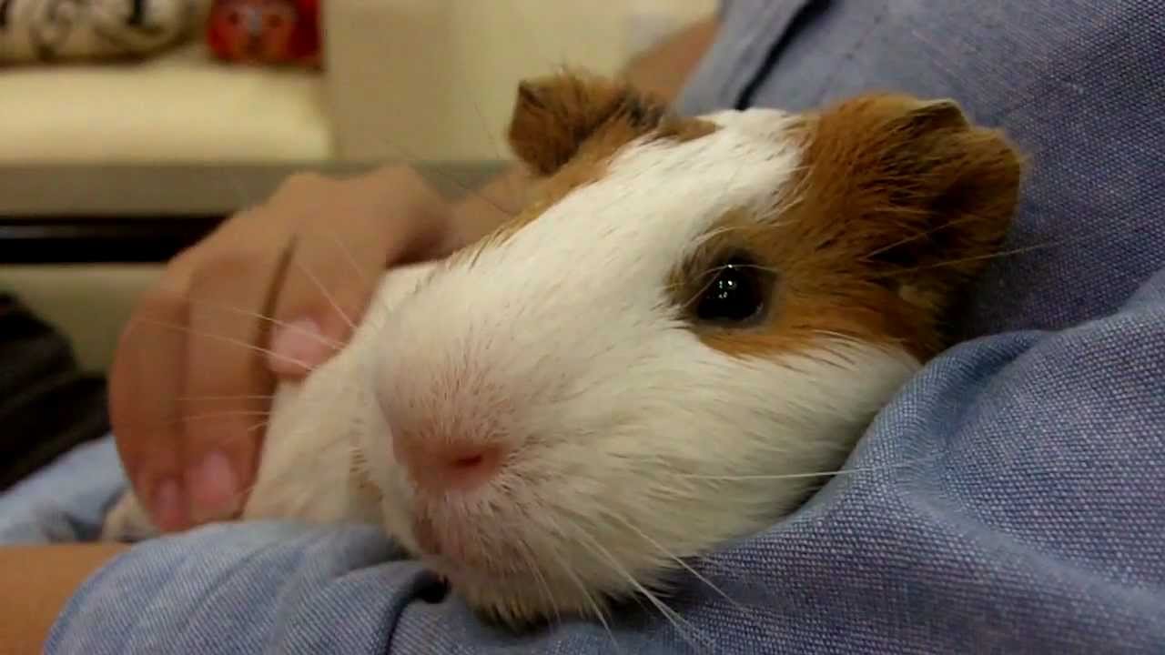 Henry the Guinea Pig Loves Cuddling and Getting Massages!