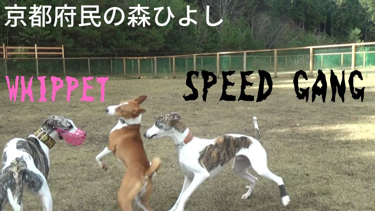 スピードギャング　ウィペット