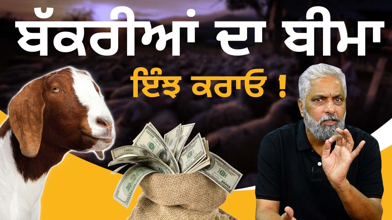 Kang Goat Farm - Goat Farm loan - Bakri Farm Bima | Goat farming | Breeding Farm | बकरी पालन