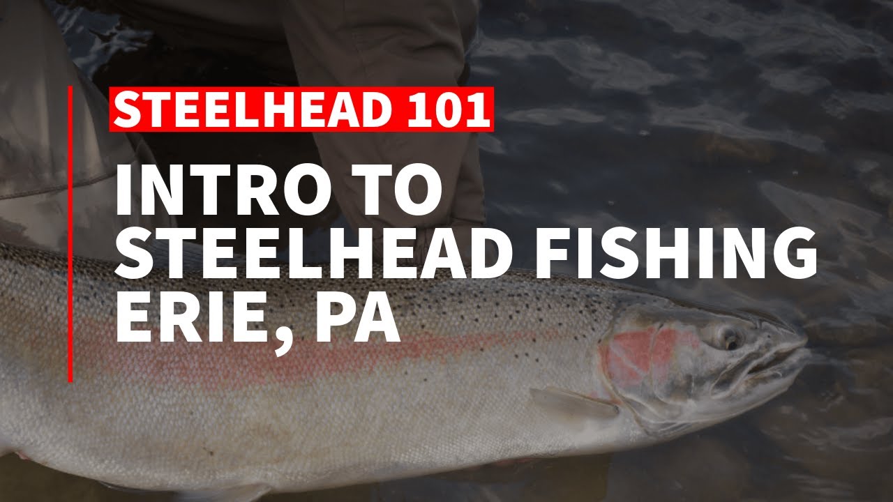 Intro to Steelhead Fishing in Erie, PA — Finding Fish, Flies, and Gear Tips