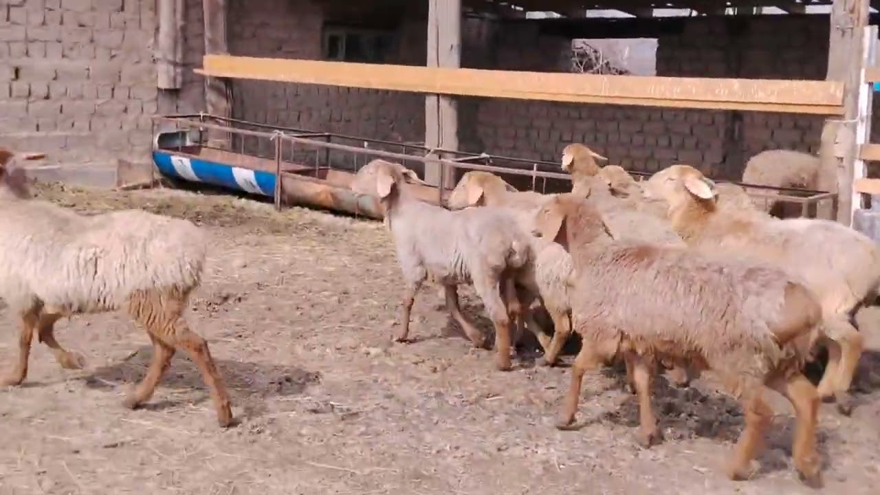 10 самок арашанских ягнят на продажу  +996708797970