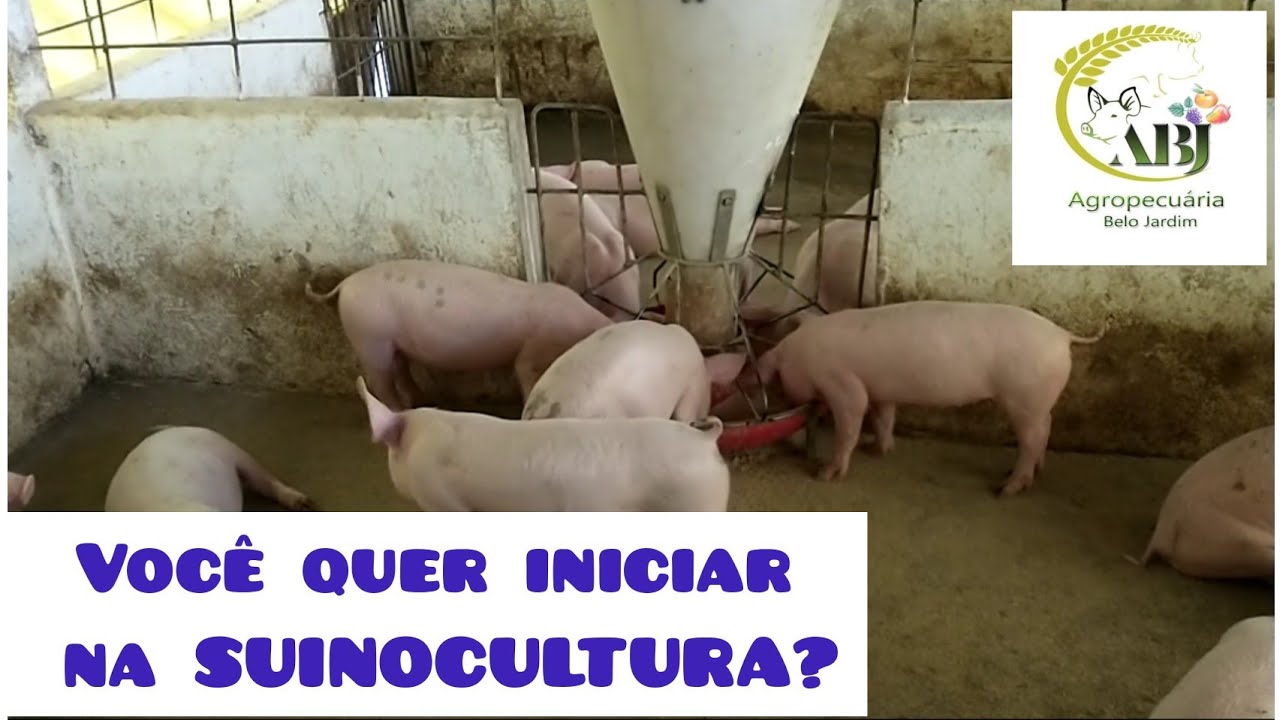 Você quer iniciar na SUINOCULTURA? TEM DÚVIDAS? ASSISTA E ESCLAREÇA. Parte 01