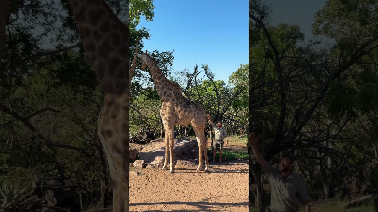 Perspective in the giraffe world is truly awesome to see - isn't this bull incredibly tall! 🦒👍🏻