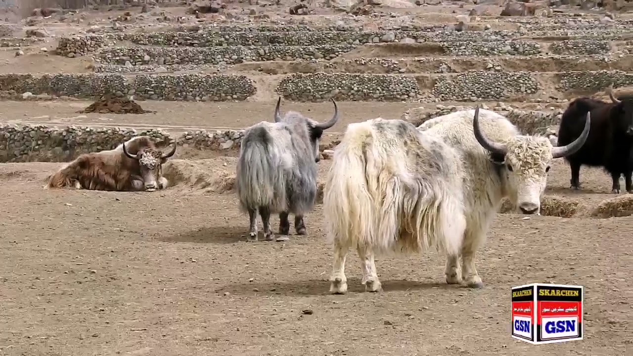 Hamaliyain yak |balti yak |ladakhi yak |tibetain yak