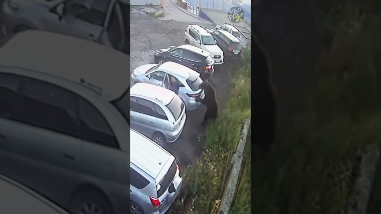 Ужасающая атака медведя на парковке 😱🐻