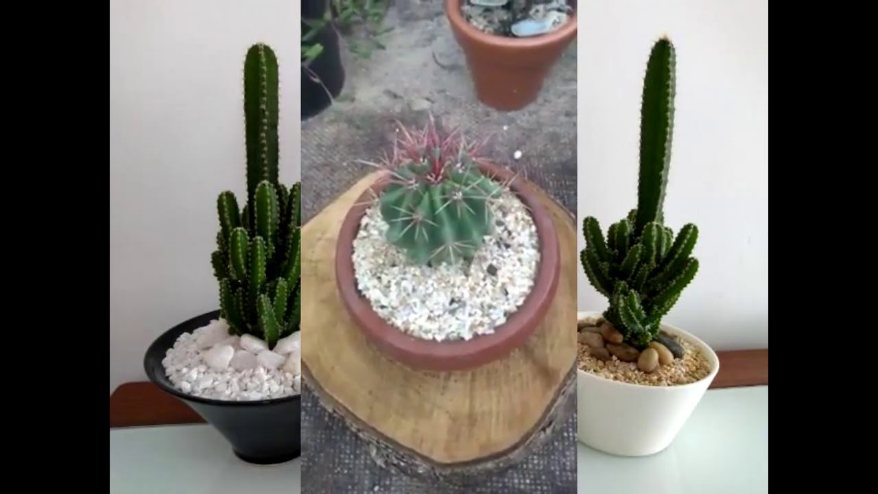 Como Cuidar de Cactos Em Casa