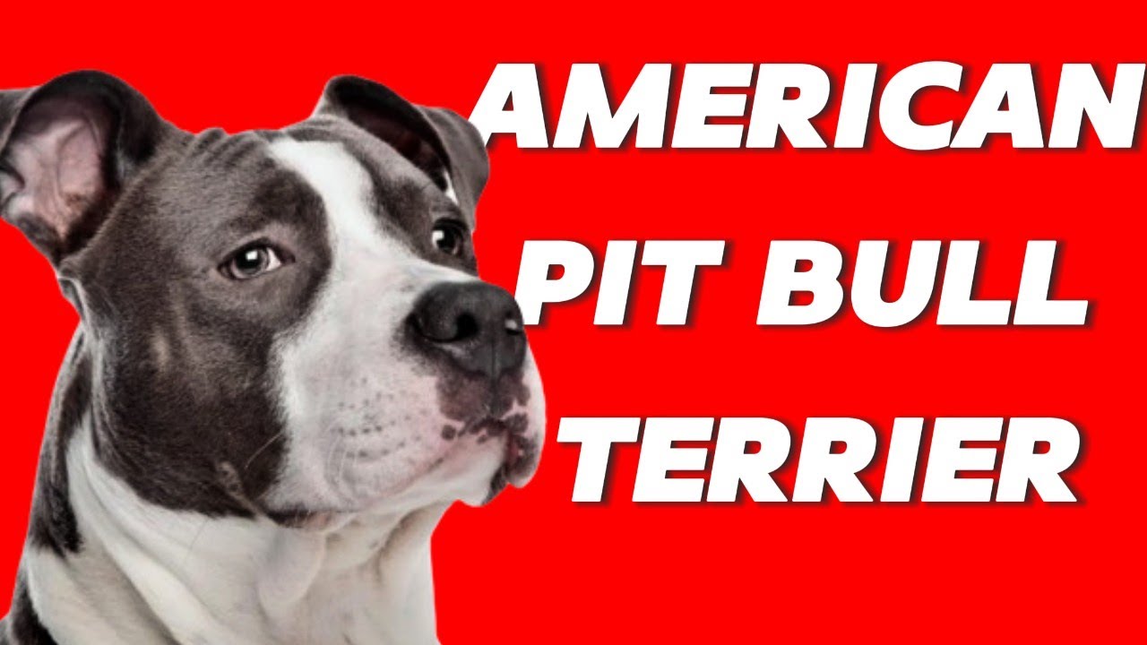 🐶American Pitbull Terrier 🇺🇸 (Origen - Características - Comportamiento - Cuidados)