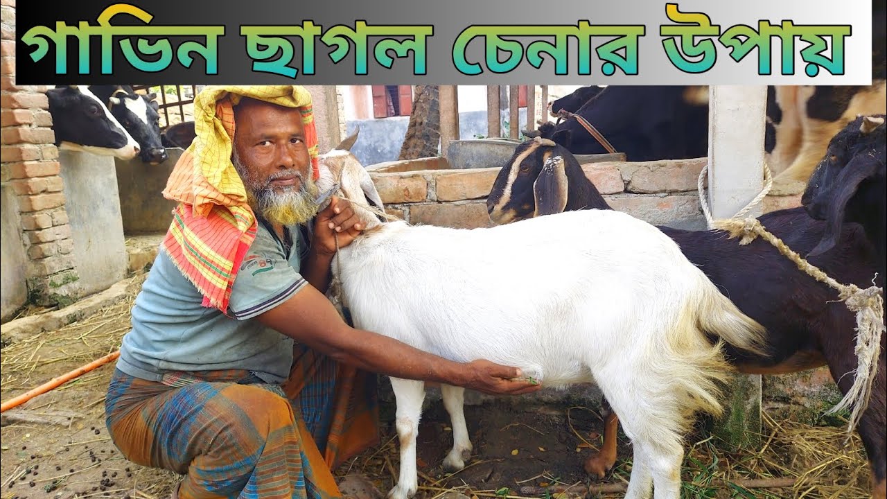 গাভীন ছাগল চেনার উপায়! 