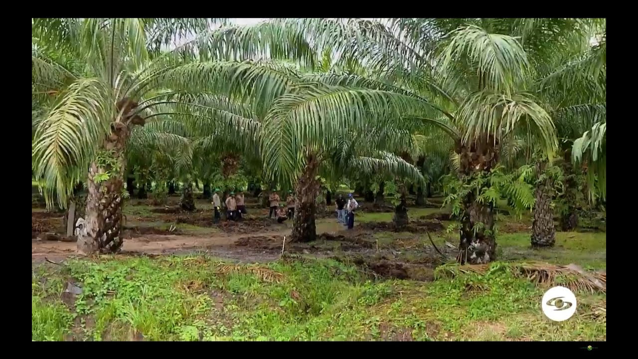 Un cultivo de palma de aceite que está desafiando las condiciones del clima - La Finca de Hoy