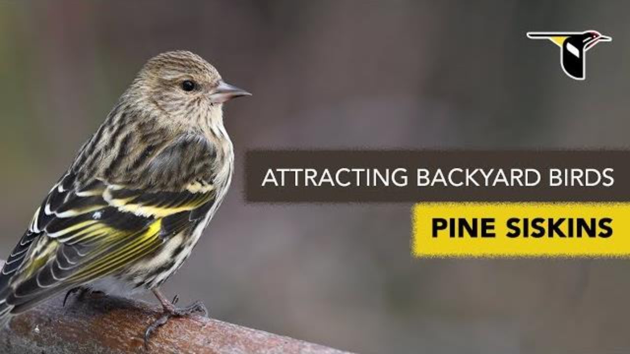 Attracting Backyard Birds: Pine Siskins