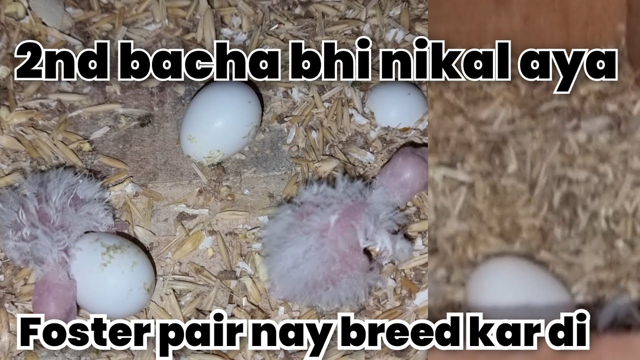 Cockatiel breeding progress | cockatiel breeding | breeding TIPS|2025| urdu| hindi#cockatielbreeding