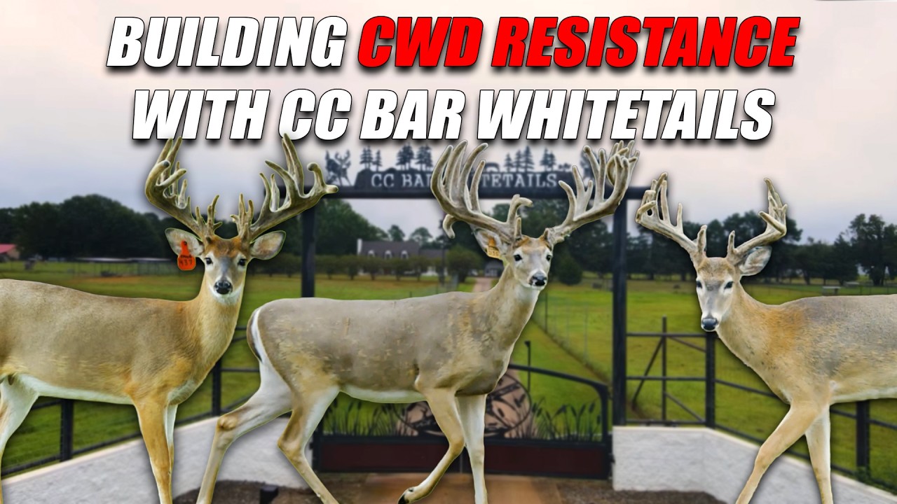 Формирование сопротивления: борьба CC Bar Whitetails с хронической изнуряющей болезнью