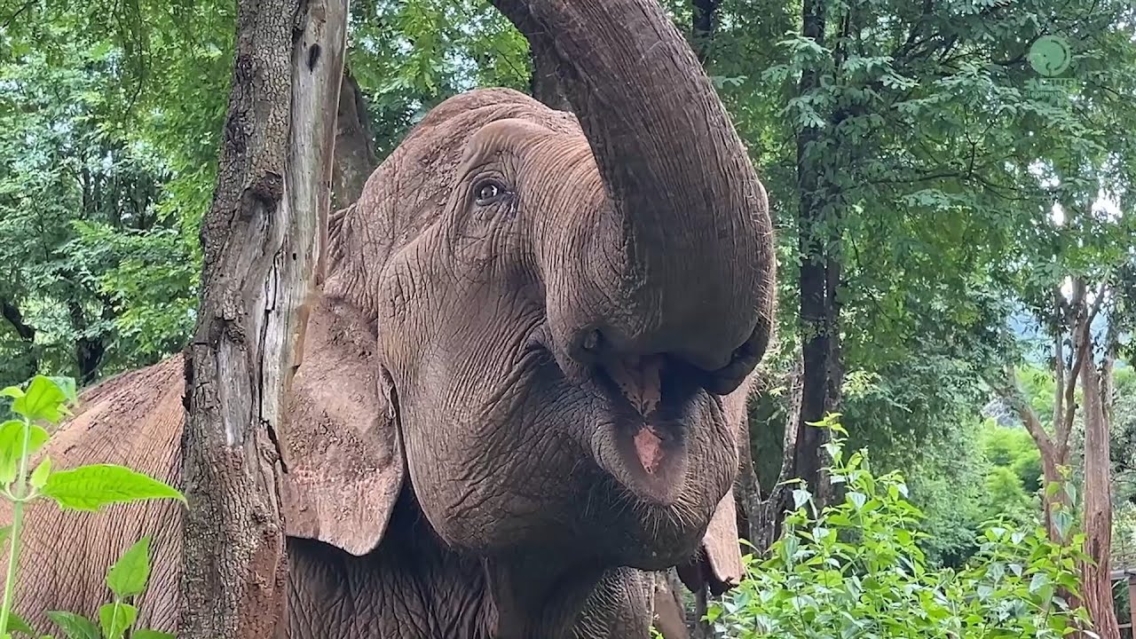 Elephant Dao Rueang's Serene Moments of Self-Care - ElephantNews