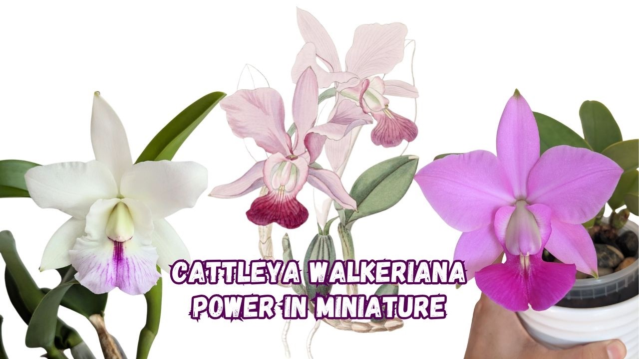 Cattleya walkeriana: Компактная орхидея, изменившая современные виды каттлей | Часть 5