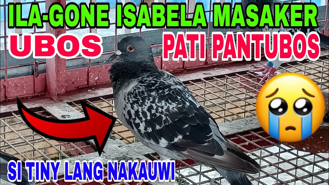 ILA-GONE ISABELA MASAKER / SI TINY LANG ANG NAKAUWI / UBOS PATI PANTUBOS #benchsison #longhairtv