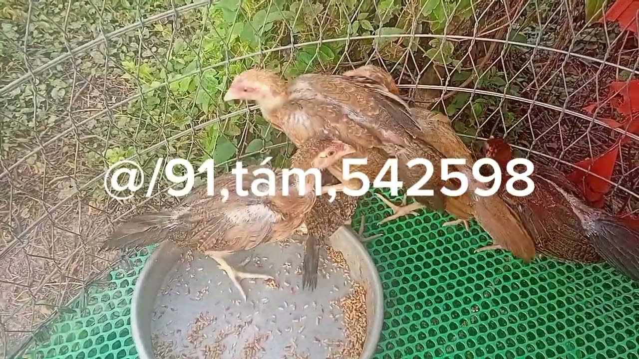 11/3,26,5 em,pakistan,mï,sweater,,làm giông,ae,