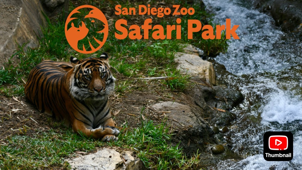 Safari Park Exhibit Walk: Tiger Trail